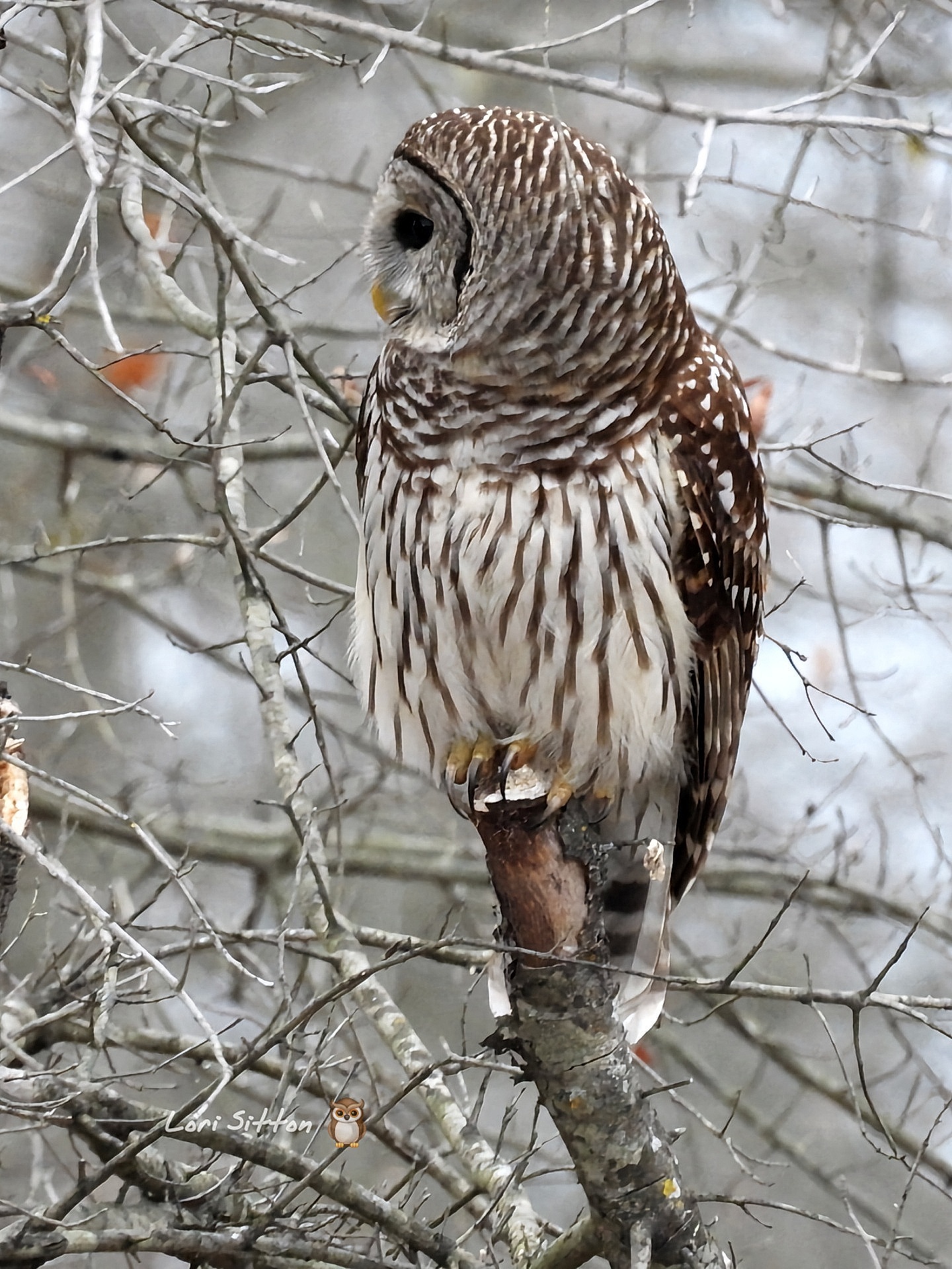 Barred owl north of Atkins
